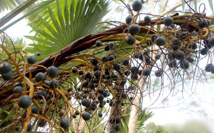 Loại quả xưa không ai thèm nhặt, giờ thành đặc sản “ăn vào nhớ mãi không quên”: Tốt như thuốc quý, bổ dưỡng đủ đường