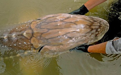 Gặp "thủy quái nước ngọt" dài hơn 6m, nặng gần 700kg: Cá thể hiếm đến mức cả thập kỷ mới thấy một lần