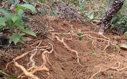 Trồng cây lấy củ được ví như "kho báu" dưới đất: Nông dân vùng núi Tam Đảo thu tiền tỷ mỗi năm