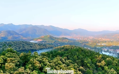 'Báu vật' của người Hải Phòng nở hoa trắng rừng