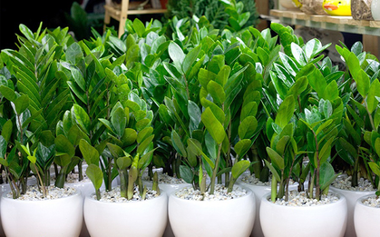 3 niềm vui, 4 nỗi sợ của cây kim tiền