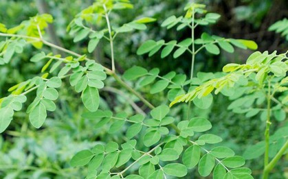 "Đặc sản xanh" từ cây dại mọc bờ bụi, được săn lùng bởi hương vị và giá trị dinh dưỡng cao