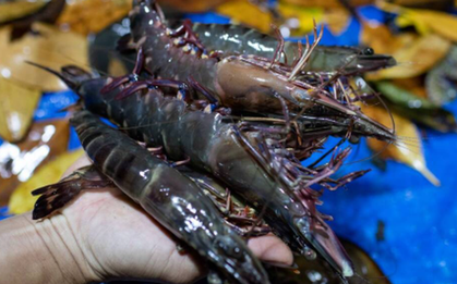 Không phải sầu riêng, đây là mặt hàng Việt làm mưa làm gió tại Trung Quốc: Nước ta bỏ túi hơn 1,2 tỷ USD, xuất khẩu đứng thứ 2 thế giới