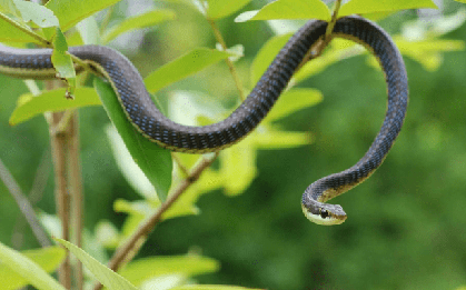 6 loại cây ăn quả dễ “dụ” rắn vào nhà, nếu trồng cần cảnh giác