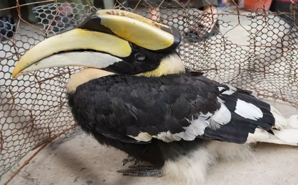 Chim hồng hoàng quý hiếm lạc vào ruộng ở Tây Ninh