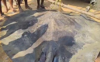 Ngư dân bắt được con cá đuối khổng lồ dài 3,6 mét trên biển