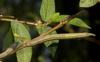 Hai loại rau sạch hiếm khi “ngậm” hóa chất, loại đầu tiên nhà nào cũng có