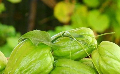 Đến mùa đông là phải ăn loại rau được cho là chứa lượng selen ‘gấp 50 lần hành tây’, chị em đổ xô mua vì nhiều lợi ích không ngờ