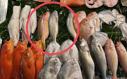 3 loại cá đầy ký sinh trùng người bán chẳng bao giờ ăn