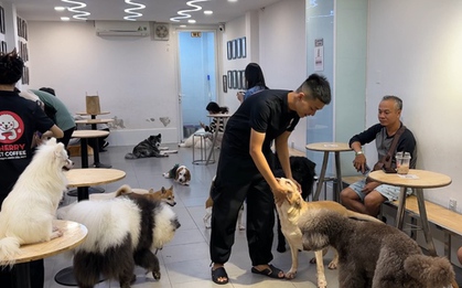 Chó, mèo ở TPHCM được tiêm vắc-xin miễn phí từ ngày 20-12