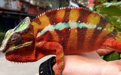 Cô gái 28 tuổi nhập viện sau khi bị "sinh vật lạ" trong nhà tấn công