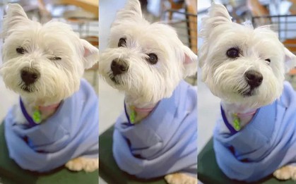 Cô gái bỏ việc, kiên trì đấu tranh 1.185 ngày đòi lại công bằng cho chó cưng bị đầu độc đến tử vong chỉ vì hàng xóm “không thích chó”