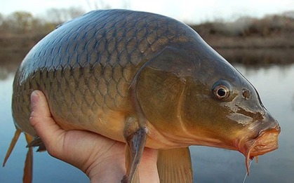 5 loại cá nội địa Việt ngon bổ ngang hàng cá ngoại, quan trọng là giá rẻ bằng 1/2