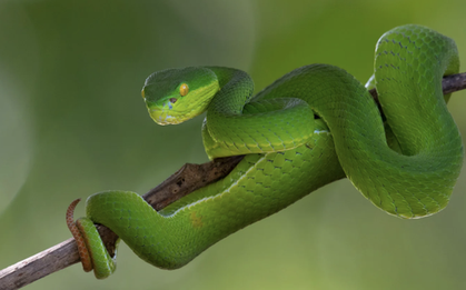 Một bệnh viện tại TPHCM liên tiếp cấp cứu người bị rắn cắn