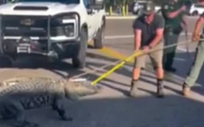 Cá sấu khổng lồ đi lạc khiến nhiều người hoảng hốt