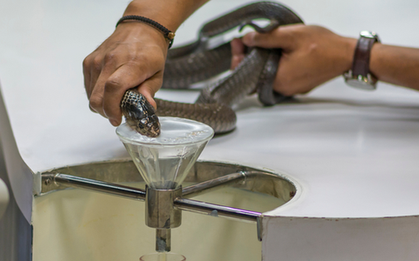 Vắt "sữa" rắn - Công việc kỳ lạ và nguy hiểm bậc nhất thế giới