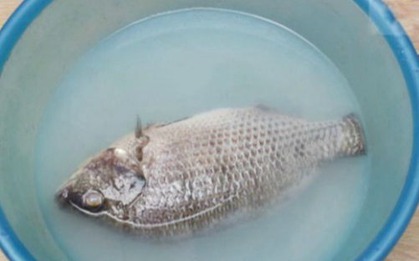 Sai lầm khi rửa cá khiến cá tanh ngắt, bở nát, nấu kiểu gì cũng mất vị