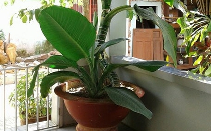 Loài cây nghe tên đã biết có lộc, trồng 1 chậu quý như sở hữu 5 két vàng