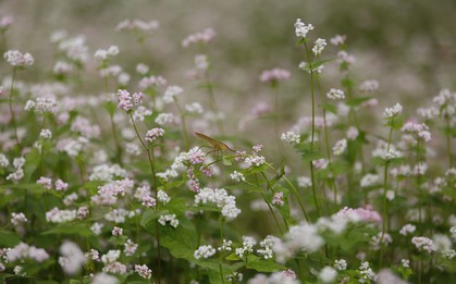 Sắc hồng mơ mộng của Tây Bắc