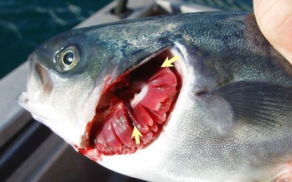 7 dấu hiệu cho thấy cá nhiễm ký sinh trùng, tuyệt đối không mua