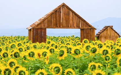 Cánh đồng hướng dương của trang trại TH mở cửa đón khách tham quan từ 16/12/2025