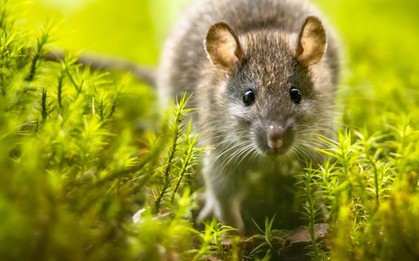 5 loại cây quen thuộc vô tình trở thành "nam châm" hút chuột vào nhà