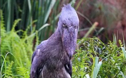 Kinh hoàng loài chim khổng lồ nuốt chửng rắn trong tích tắc