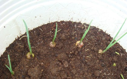 5 loại cây vừa xua đuổi rắn vừa làm thuốc: Nhiều gia đình Việt trồng mà không biết hết công dụng