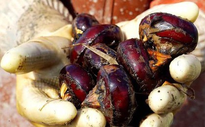 4 loại rau dễ chứa "ổ sán", chủ sạp bán cũng ngại ăn