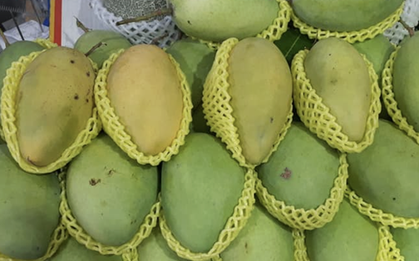 Giá nông thủy sản miền Tây: Nhà vườn không còn xoài cát Hòa Lộc để bán