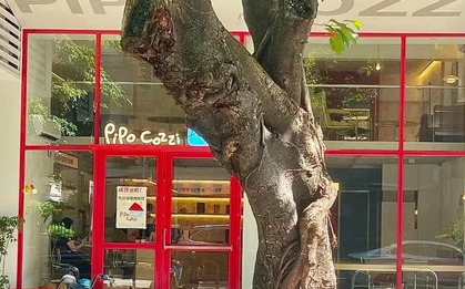 ĐỪNG trồng 4 cây này trước cửa: Thần Tài ghét bỏ, chủ nhà dễ lao đao