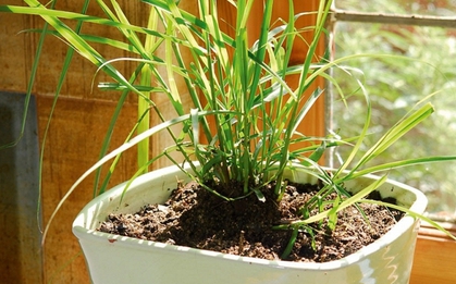 5 loại cây đuổi muỗi, ruồi, gián hiệu quả, lại dễ trồng, không tốn diện tích: Nhà nào cũng nên có ít nhất 1 cây