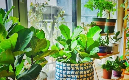 Đừng để cây xanh “hút cạn” dương khí: Sai lầm nhiều nhà mắc khiến tài lộc tắc nghẽn