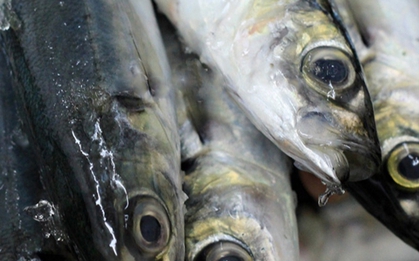 Loại cá nhìn xấu mã nhưng tốt ngang nhân sâm, cao thủ ẩm thực gặp là mua liền