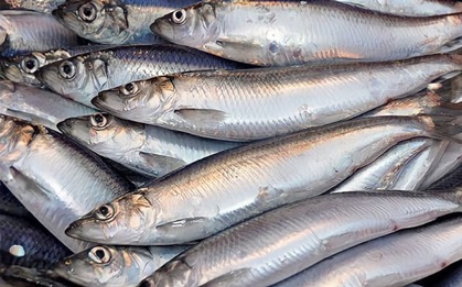 Cá hồi chỉ đứng thứ 3 trong bảng xếp hạng omega 3, loại cá bình dân bán đầy chợ Việt mới là "trùm cuối"