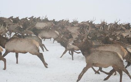 Hàng ngàn sinh vật khổng lồ tràn qua rừng lúc nửa đêm, cảnh tượng khiến mọi người sợ hãi rồi chết lặng