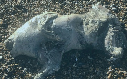 Phát hiện xác sinh vật lạ trên bãi biển, da óng ánh như ngọc trai gây sốc