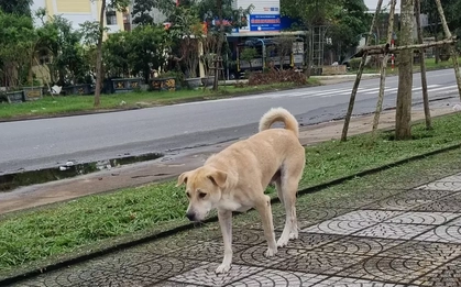 Chó nghi dại cắn bé 1 tuổi ở Đà Nẵng rồi bỏ nhà đi, cả làng cảnh giác