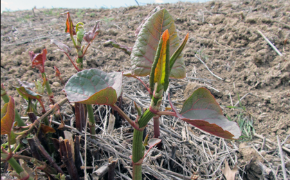 Loài cây là "ác mộng kinh hoàng" khiến các chủ đất “mất ăn mất ngủ”: Rễ đâm thủng cả bê tông, phá hủy hết móng nhà