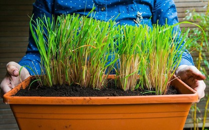 5 loại cây phổ biến tại Việt Nam "trấn trạch", giữ bình an cho ngôi nhà, là vị thuốc quý như sâm