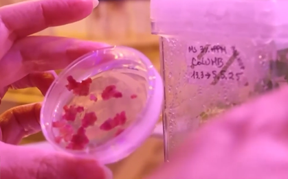 Bữa ăn tương lai của con người từ công nghệ tế bào và in 3D