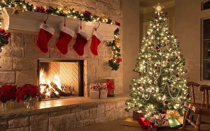 Câu chuyện "rùng mình" khi mang cây thông Noel thật vào nhà mùa Giáng sinh