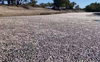 Hàng triệu con cá đột ngột chết: Đây là điềm báo gì cho nhân loại?