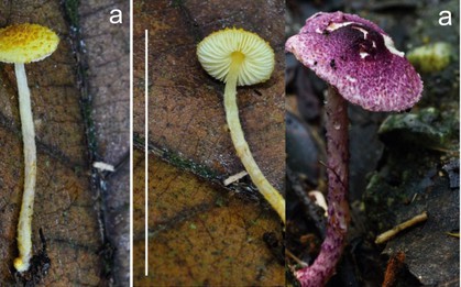 Phát hiện "sinh vật độc" chưa từng có trong rừng Cát Bà