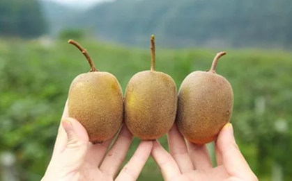 5 loại quả là "kem dưỡng ẩm tự nhiên", cứ ra chợ là thấy: Vừa ngon, giàu dinh dưỡng lại tăng cường miễn dịch