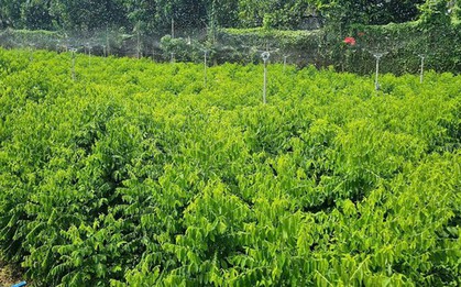 Loại rau Việt từng được trồng làm hàng rào nay thành “cây tiền tỷ”: Ngọt như mì chính, bổ ngang sâm