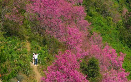 Loài hoa báo Tết của người H'Mông bung nở khắp núi rừng