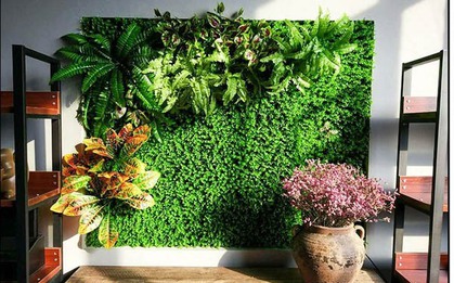 4 loại cây cảnh không nên để ở phòng khách: 1 cây nhiều gia đình rất hay dùng để bài trí