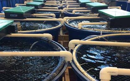 Không phải đất hiếm, Mỹ, Trung Quốc đang đua nhau săn lùng một "mỏ vàng" của Việt Nam: Nước ta sở hữu công nghệ dẫn đầu thế giới, thu về hơn 4,3 tỷ USD