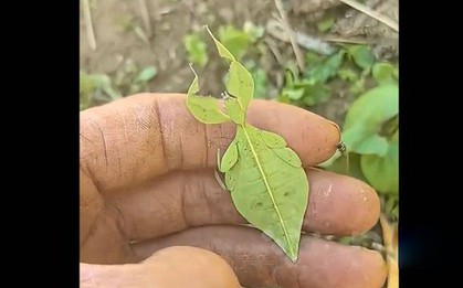 Người đàn ông sốc nặng khi phát hiện ra chiếc lá "biết đi"